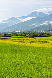 国家稻米农场风景托盘谷物水坑叶子牧歌农田种子生长食物图片