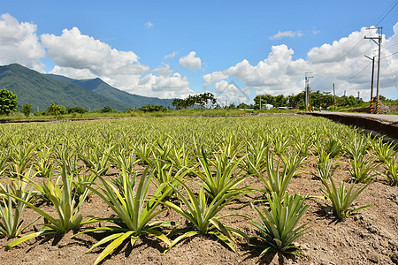 菠萝农场热带园艺场地种植园饮食蔬菜种植者水果国家营养图片