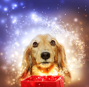 Dachshund 开一个魔盒惊喜长发礼物盒盒子紫色红色宠物展示流星假期图片
