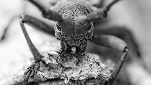 独角兽甲虫动物群环境天线宏观选择性焦点黑色漏洞动物长角图片