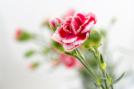 列克花店石竹卡片花束生日宏观植物学园艺母亲花瓣图片