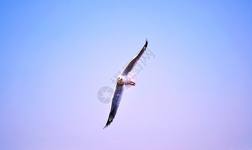 海鸥在蓝天上飞翔太阳野生动物海鸟支撑飞行自由海滩天空海洋羽毛图片