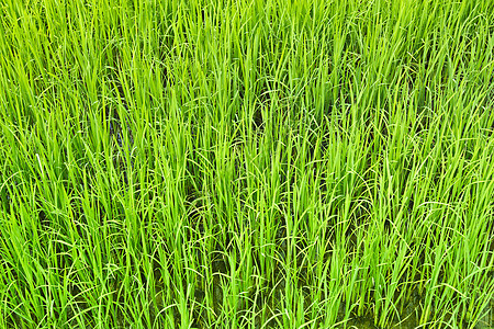 稻米田土地生长植物农村季节粮食食物地球旅行花园图片