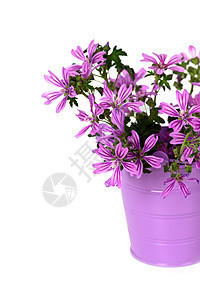 野生紫花在桶里花瓶花店快乐多样性花束紫丁香叶子花瓣生长紫色图片