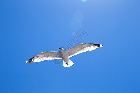 在天空中锁定野生动物自由环境海鸥太阳蓝色漂浮旅行生活晴天图片