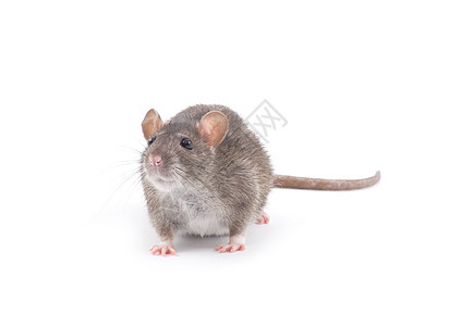 大鼠爪子鼻子哺乳动物害虫尾巴晶须毛皮白色耳朵老鼠图片