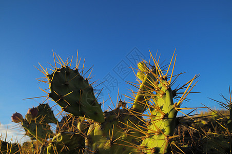 绿色普利皮梨叶子生长天空热带植物水果蓝色沙漠绿叶植物学图片