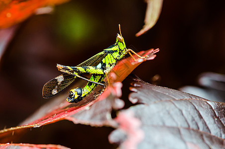 蚂蚱荒野绿色红色漏洞野生动物飞跃天线宏观生物昆虫图片
