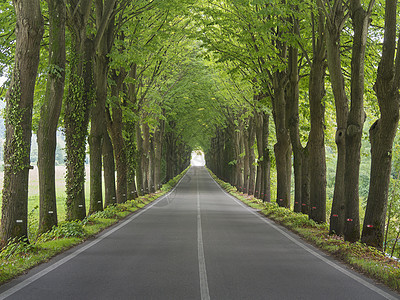 乡村道路(树线)图片