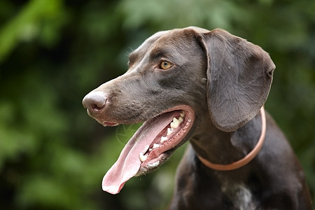 库尔兹哈尔动物宠物指针忠诚草地猎犬二传手活力喜悦犬类图片