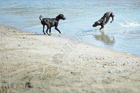 两只狗在玩自由猎犬动力学衣领跑步哺乳动物行动小狗动物犬类图片