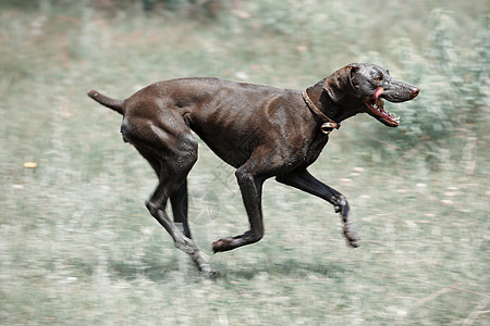 肮脏狗狗在跑水平场地哺乳动物绒毛动力学行动指针速度跑步宠物图片