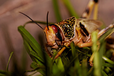 一蝗虫吃眼睛荒野翅膀昆虫花园宏观生物野生动物飞行刺槐图片