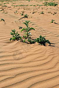 沙地纳米布沙漠的氧气植物图片