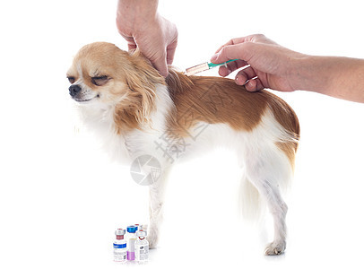 兽医和狗导管擦洗宠物注射器手术治疗动物医疗点滴小狗图片
