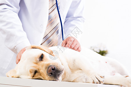 拉布多犬检查狗的健康状况地区疼痛毛皮考试帮助男性职业免疫犬类成人背景