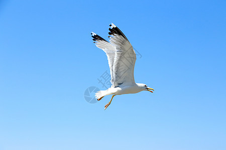 白海鸥在蓝天飞翔航班羽毛蓝色天空海鸥海鸟海岸翅膀海洋支撑图片