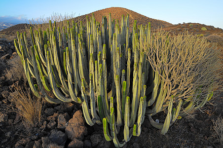 干旱沙漠上的中产植物仙人掌水果植被山脉植物群国家食物纪念碑管道日落荒野图片