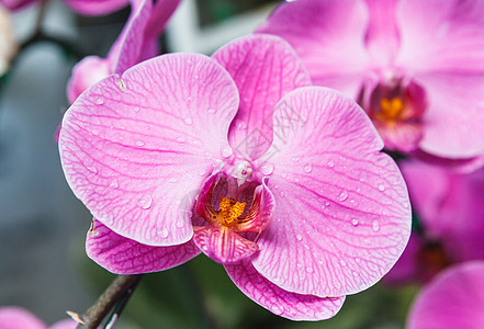 粉红兰花花花化妆品订婚粉色房花植物群植物异国兰花紫色婚礼图片