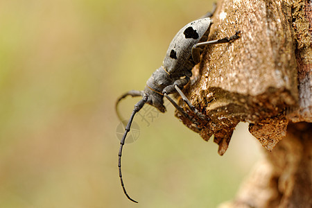 独角兽甲虫焦点红色选择性触角黑色长角动物群天线昆虫学野生动物图片