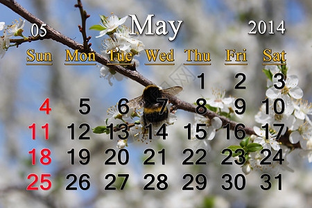 2014 年 5 月的日历香气熊蜂天空植物群日记花蜜时间李子季节密码图片