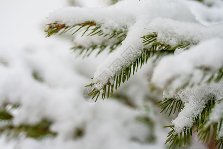 雪中的 fir 树枝松树庆典植物假期晴天季节叶子宏观针叶针叶树图片