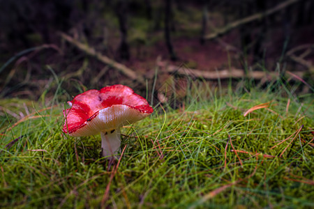 红真菌生物学季节叶子生物地面苔藓木头生长荒野魔法图片