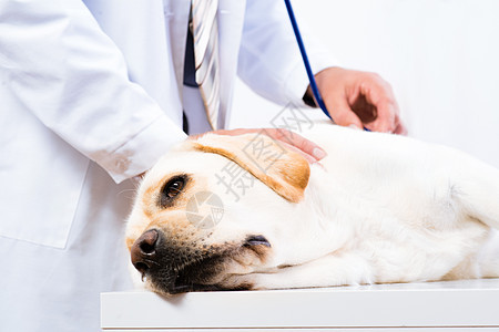 检查狗的健康状况耳朵保健药品地区治疗卫生考试男人止痛药工作图片
