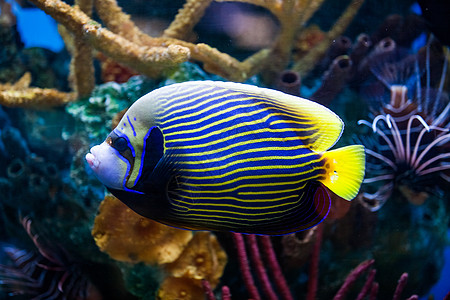 在盐水水水族馆进行近距离特写图片