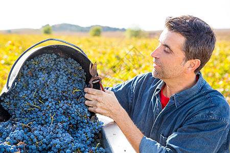 地中海葡萄园农民收割收成酿酒师农学家水果季节生产场地食物收获男人图片
