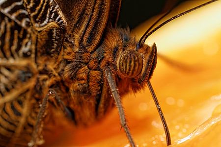 蝴蝶的宏观照片鳞翅目圆圈橙子条纹棕色昆虫灰色黑色眼睛热带图片