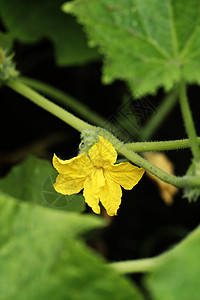 黄瓜花花生长营养绿色食物宏观叶子黄色园艺饮食农业图片