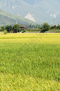 长堤农村风景蓝色食物牧歌农场植物谷物土地粮食生长房子背景图片