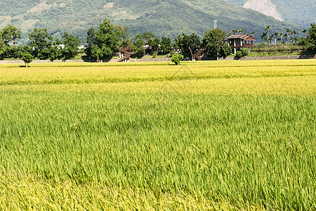 长堤农村风景粮食收成环境栽培房子农场食物牧歌生长稻田图片