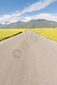 农村道路生长交通乡村谷物稻田环境风景自由农场运输图片