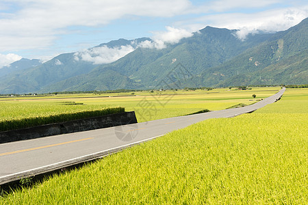 农村道路场地牧歌稻田旅行谷物运输收成生长农场风景图片