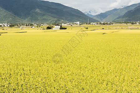 长堤农村风景文化收成牧歌食物场景稻田场地粮食房子生长图片