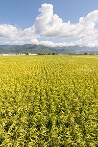 黄金农村金色风景天空国家稻田村庄场地房子牧歌生长蓝色季节图片