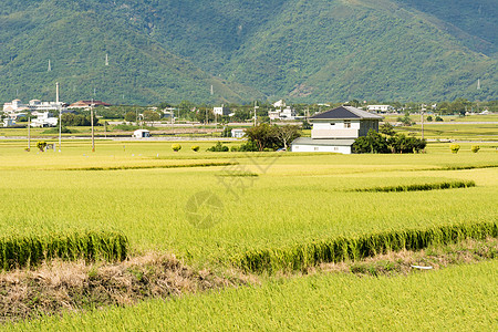 长堤农村风景文化土地生长谷物蓝色场景房子食物稻田场地图片