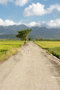 公路和农场旅行农村稻田风景场地自由场景谷物环境乡村图片