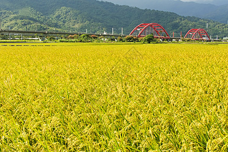 黄金农村金色风景农田环境植物稻田生长牧歌国家土地粮食季节图片