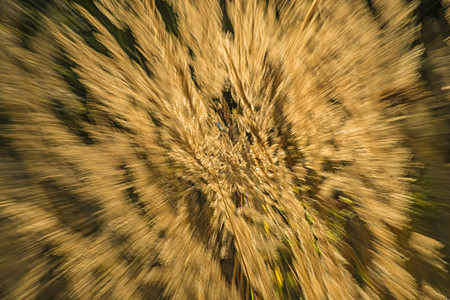 在风和背光中的青草芦苇天气植物议案太阳微风废料季节小麦天空图片