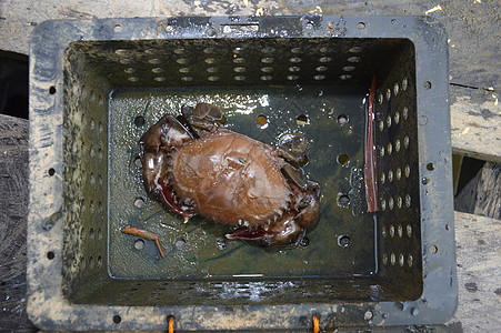 软壳螃蟹捕捞裂缝香料贝类食物渔夫渔业美味出口动物生蚝图片