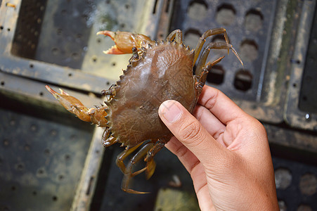 软壳螃蟹捕捞鱼池裂缝食物池塘海鲜餐厅栽培生蚝香料贝类图片