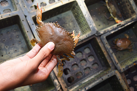 软壳螃蟹捕捞鱼池渔夫栽培裂缝贝类钓鱼动物池塘食物美味图片