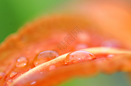 下降露珠植物花瓣生长雨滴液体橙子水滴背景图片