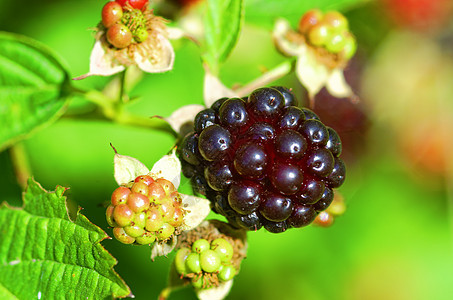 黑莓绿色水平黑色水果植物食物叶子图片