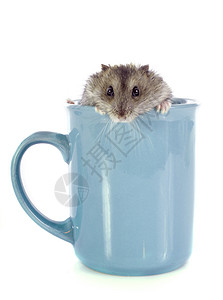 俄罗斯仓鼠在杯子里图片