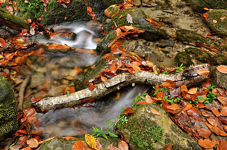 秋季小溪树叶植物河流岩石环境瀑布木头荒野叶子苔藓图片