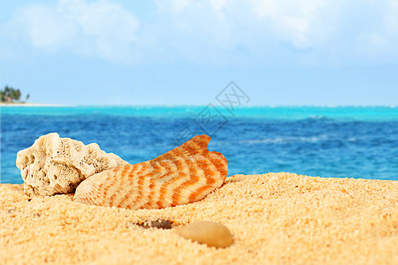 沙滩上的贝壳和珊瑚图片